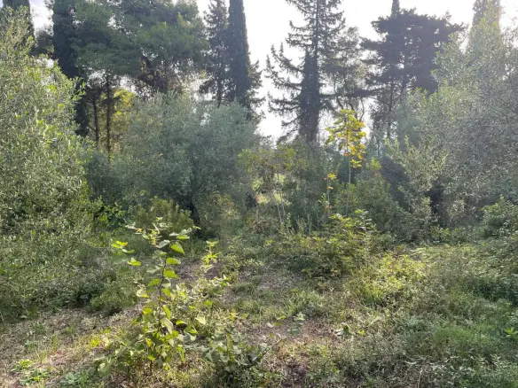 Land In Corfu, Greece