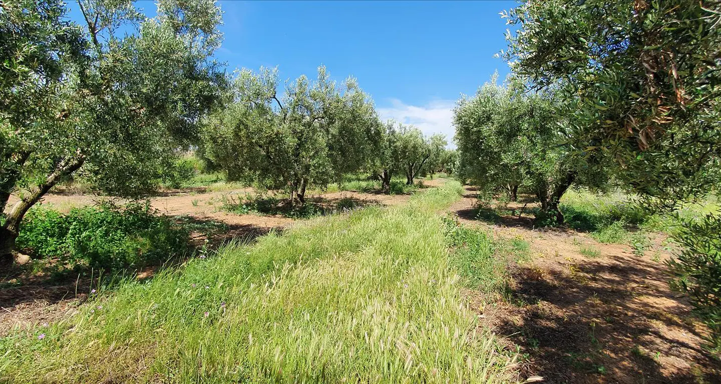 Land 4686 M² In Chalkidiki