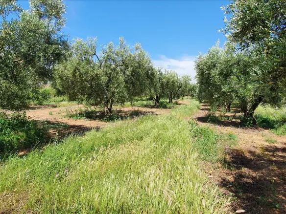 Land In Nea Propontida, Greece