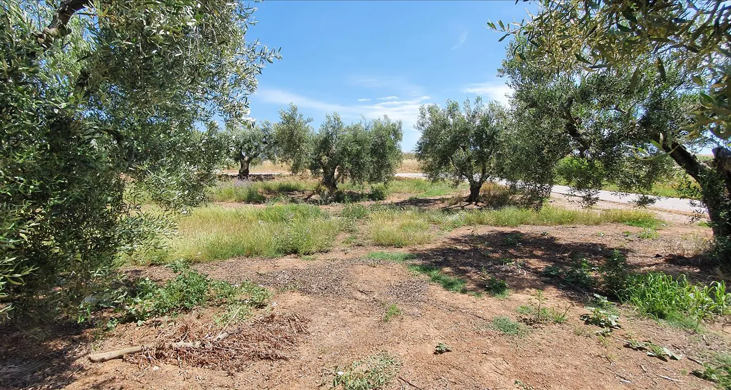 Land 4686 M² In Chalkidiki