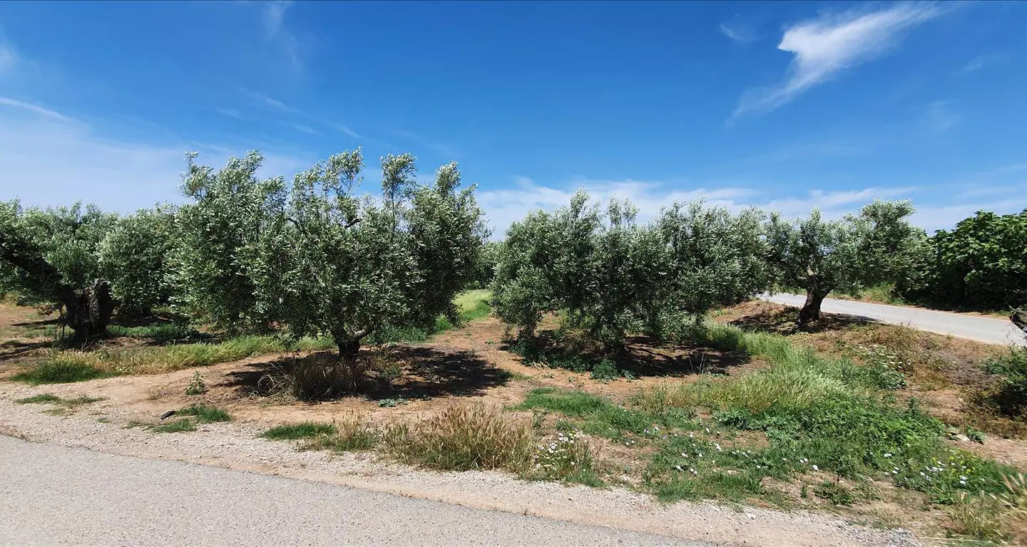 Land 4686 M² In Chalkidiki