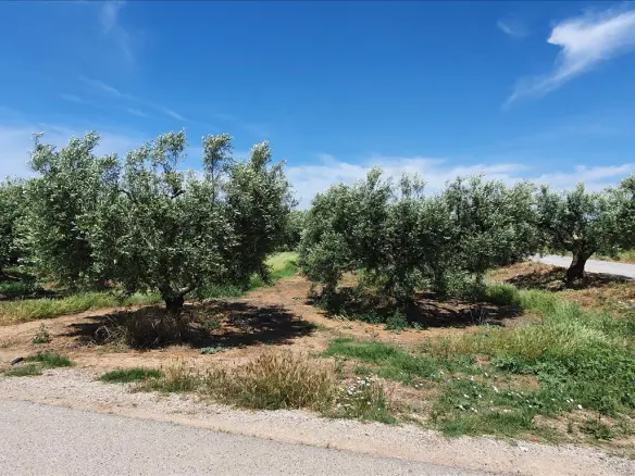 Land In Nea Propontida, Greece