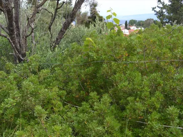 Land In Corfu, Greece