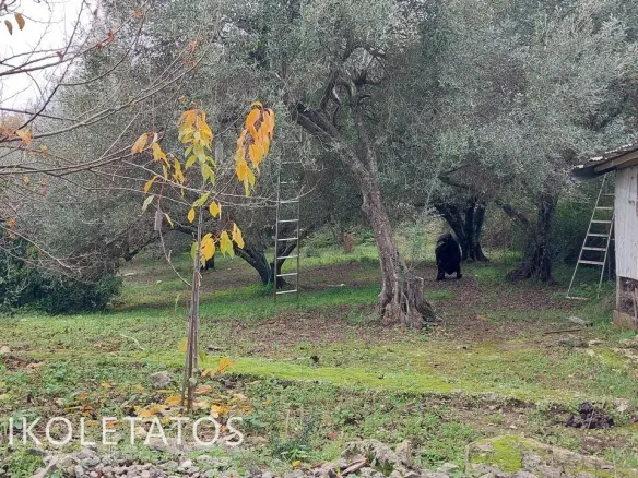 House In Pastra, Greece