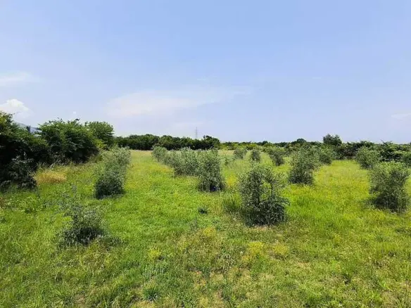 Land 5432 M² On The Olympic Coast