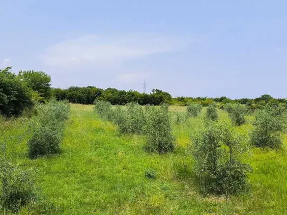 Land 5432 M² On The Olympic Coast