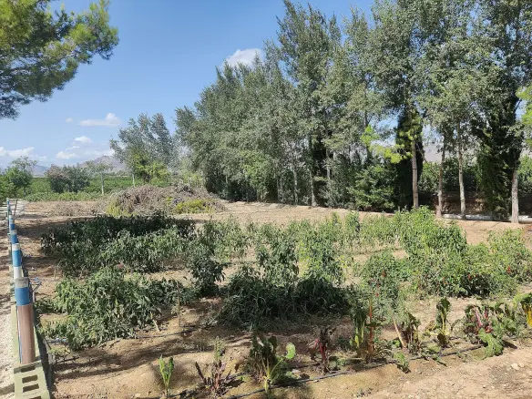 3-bedroom Country House In Crevillente, Spain (250 M²)