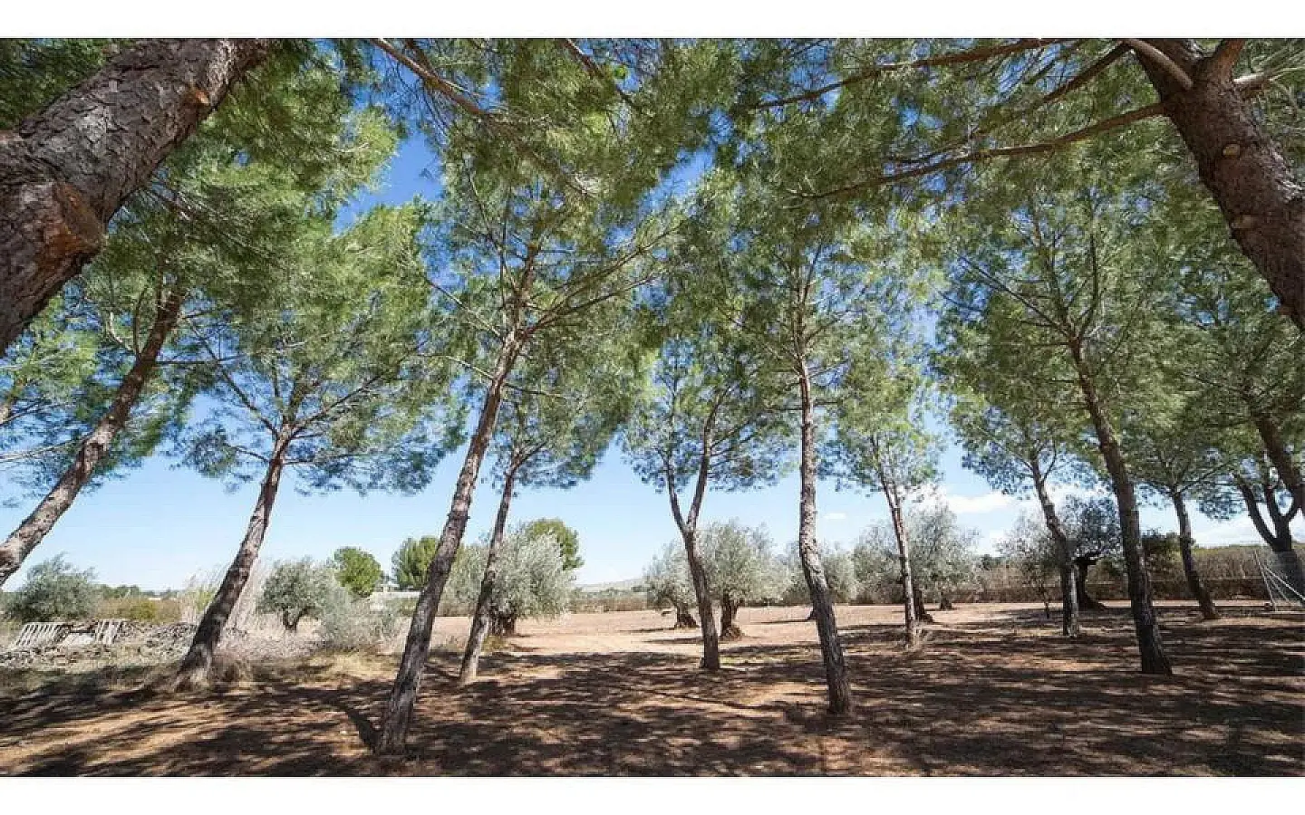 6-bedroom Detached Villa In Yecla, Spain (714 M²)