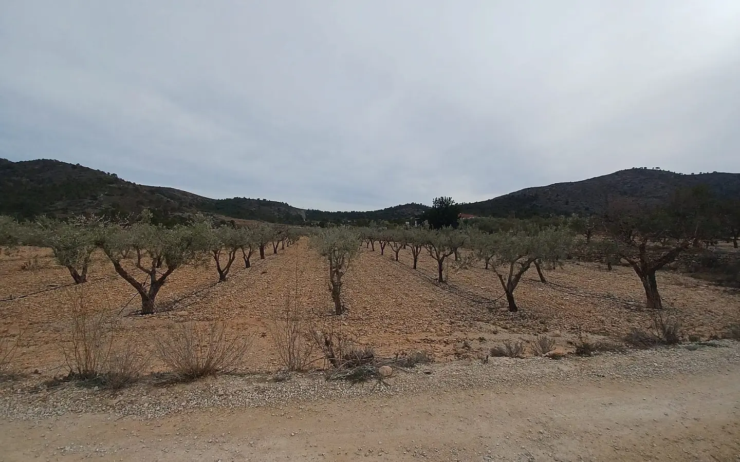 Land In La Romana, Spain (7.530 M² Plot)