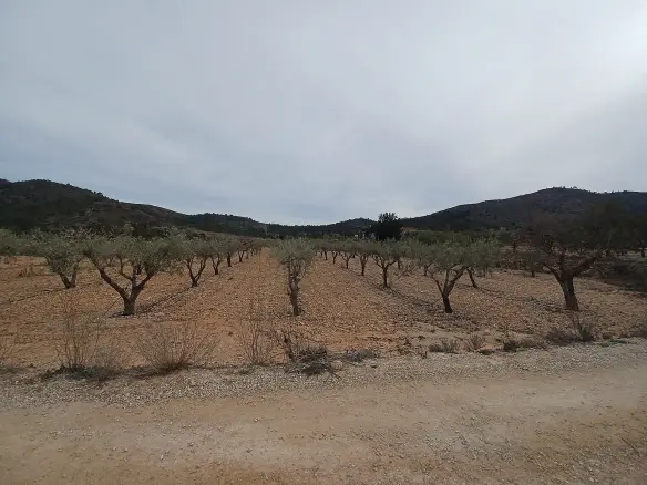 Land In La Romana, Spain (7.530 M² Plot)