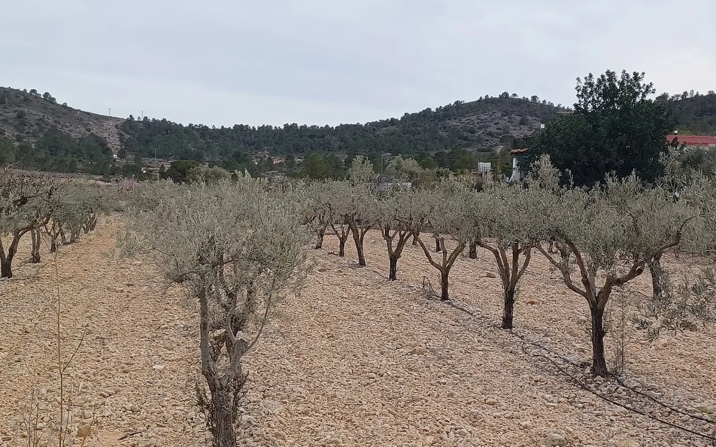 Land In La Romana, Spain (7.530 M² Plot)