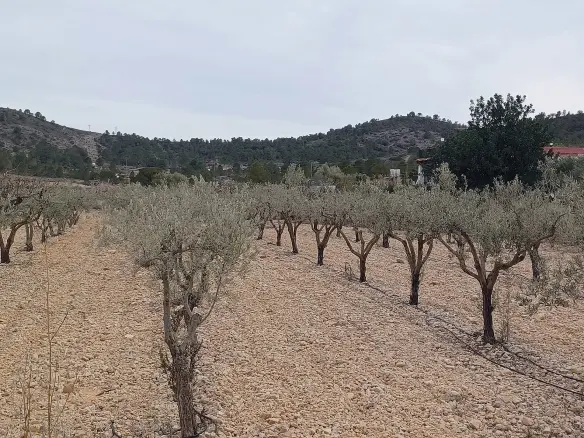 Land In La Romana, Spain (7.530 M² Plot)