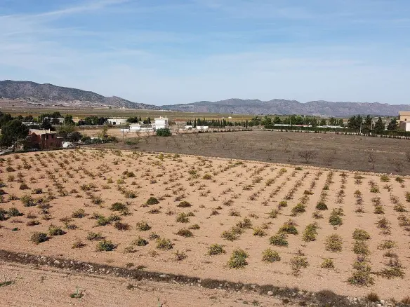 Land In Pinoso, Spain (10.000 M² Plot)