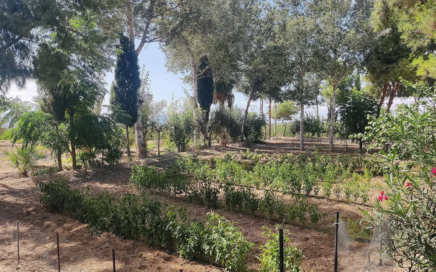 3-bedroom Country House In Crevillente, Spain (250 M²)