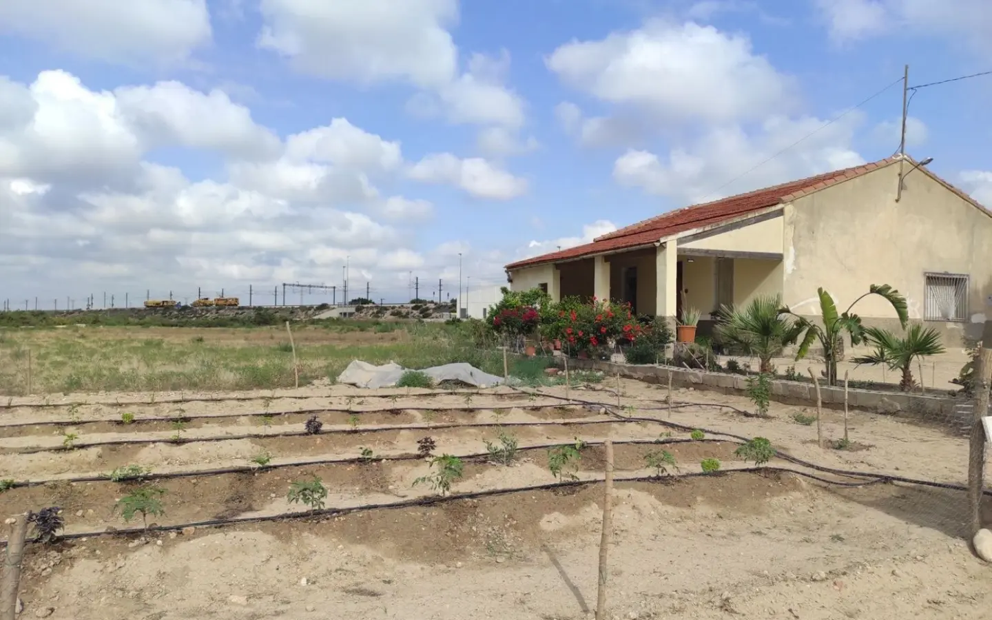 Country Land In Elche, Spain