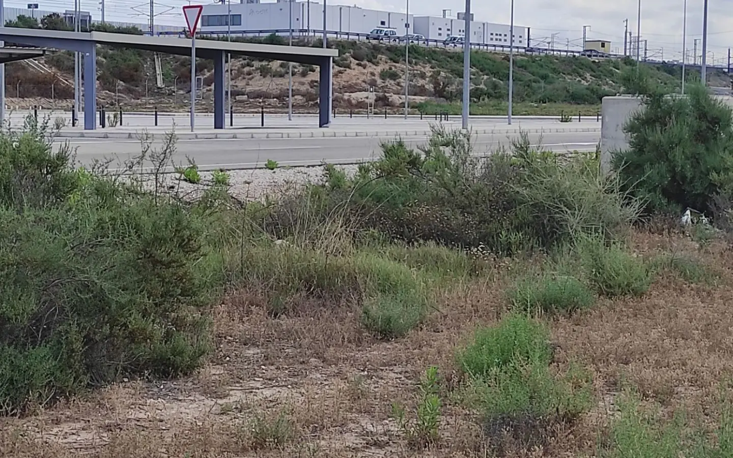 Country Land In Elche, Spain