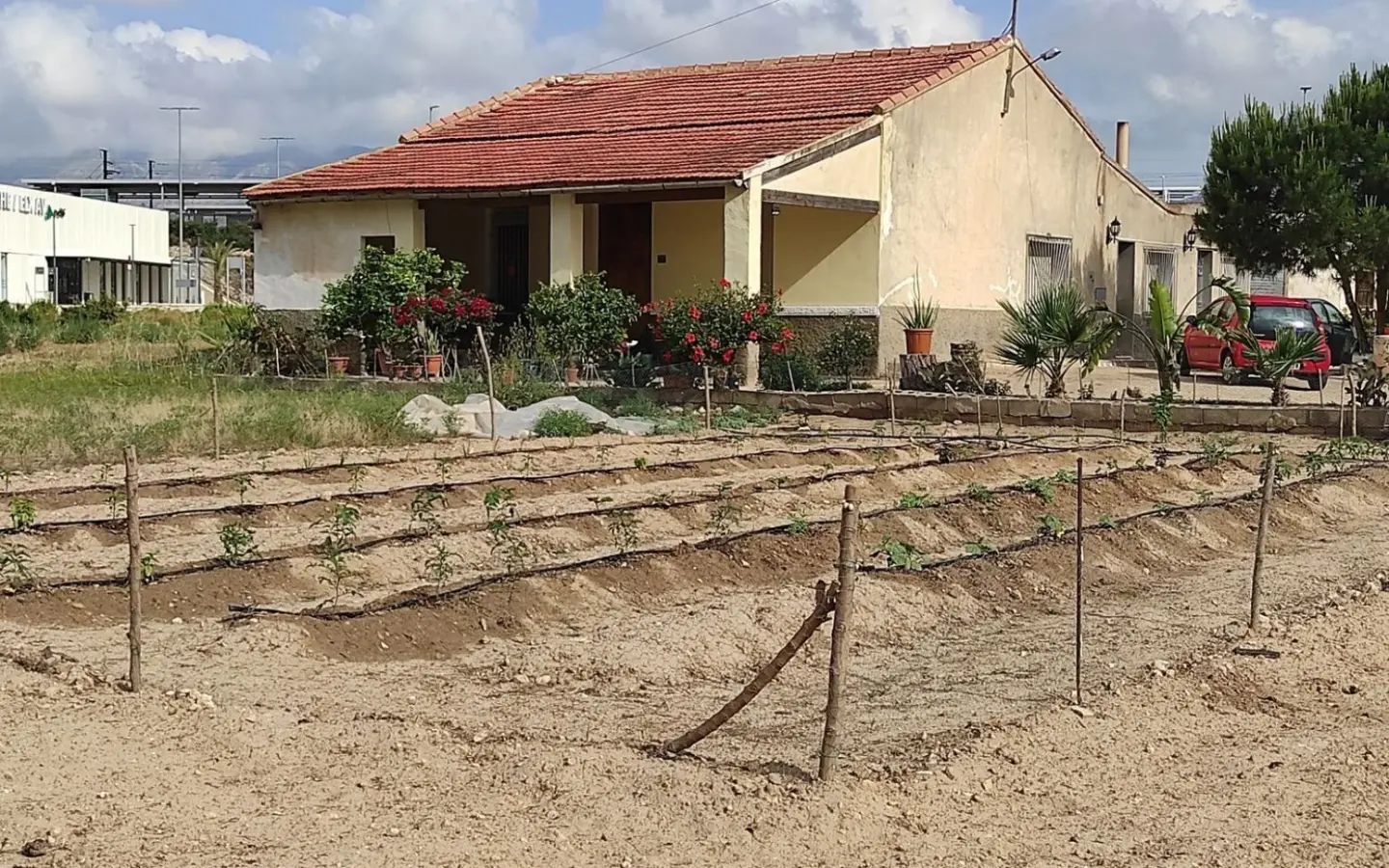 Country Land In Elche, Spain