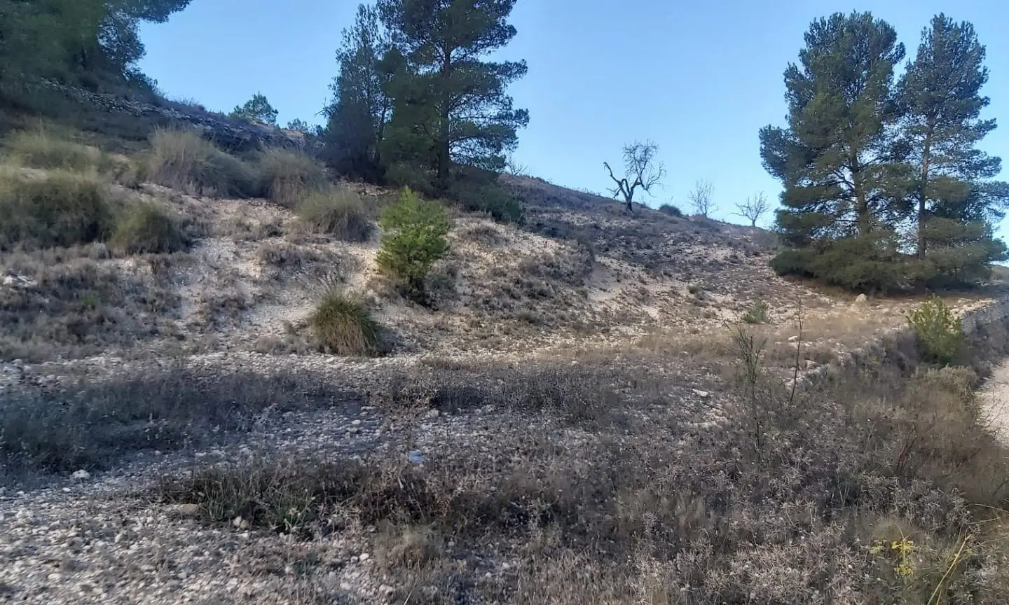 Country Land In Monovar – Monover, Spain