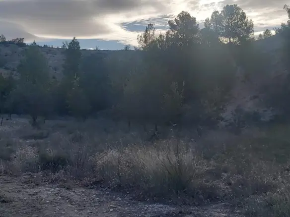 Country Land In Monovar – Monover, Spain