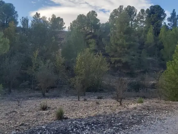 Country Land In Monovar – Monover, Spain