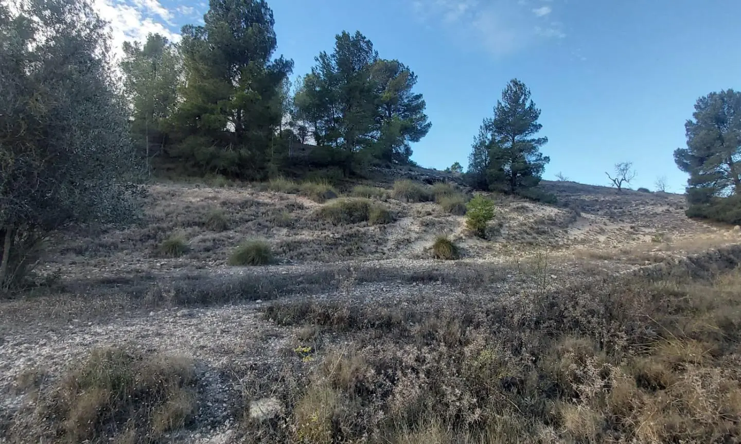 Country Land In Monovar – Monover, Spain