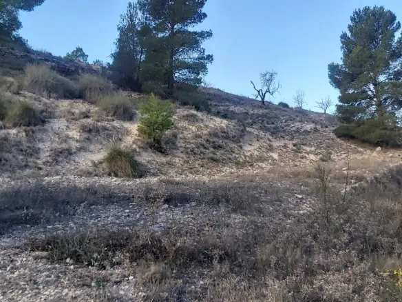 Country Land In Monovar – Monover, Spain