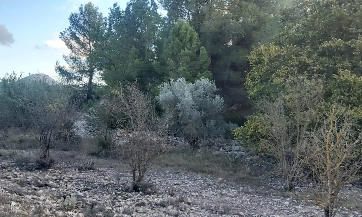 Country Land In Monovar – Monover, Spain