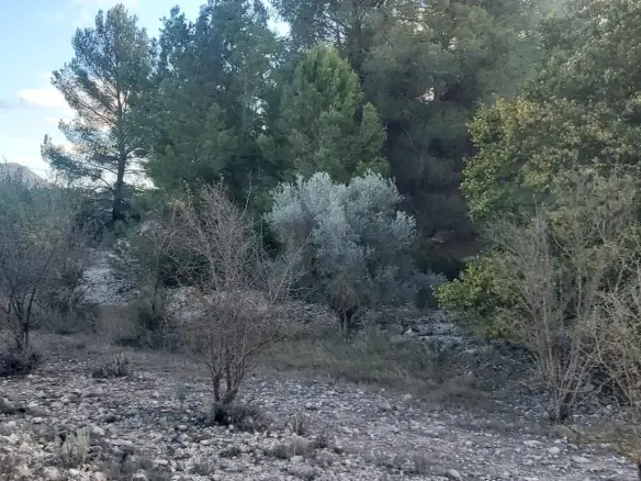 Country Land In Monovar – Monover, Spain