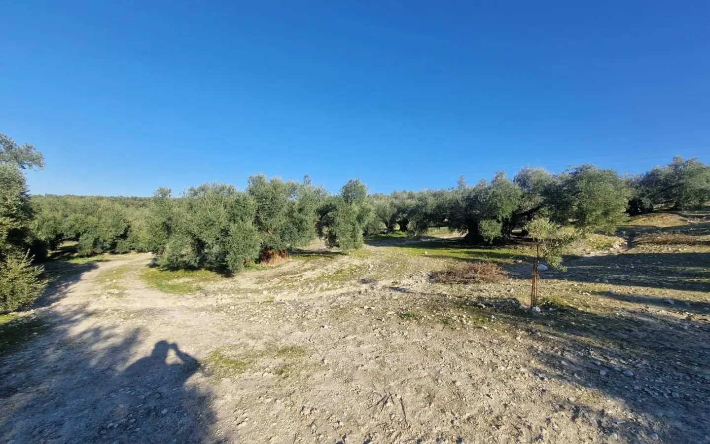 Land In Montilla, Spain (6.122 M² Plot)