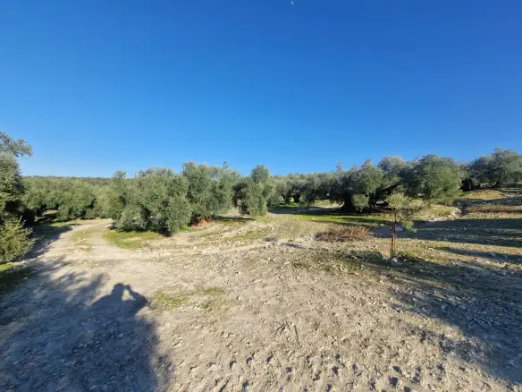 Land In Montilla, Spain (6.122 M² Plot)