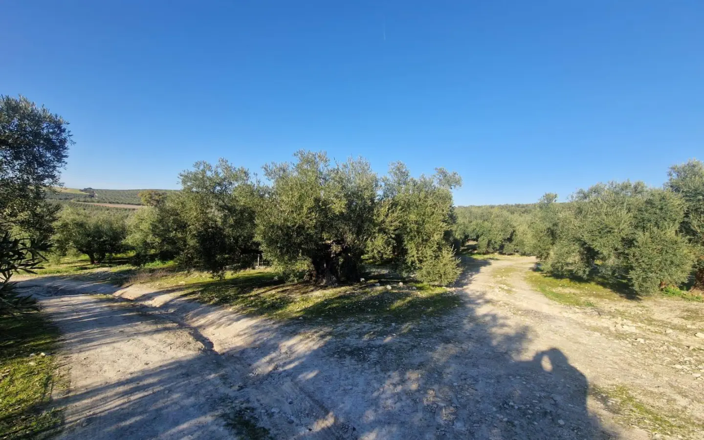 Land In Montilla, Spain (6.122 M² Plot)