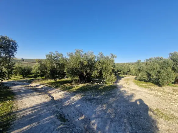Land In Montilla, Spain (6.122 M² Plot)