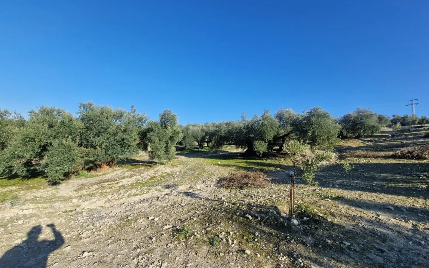 Land In Montilla, Spain (6.122 M² Plot)