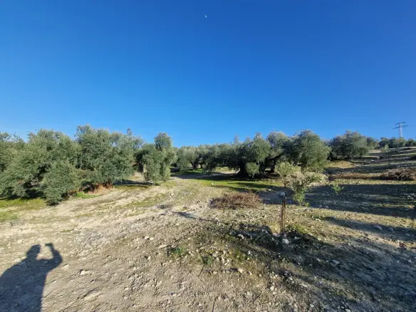 Land In Montilla, Spain (6.122 M² Plot)
