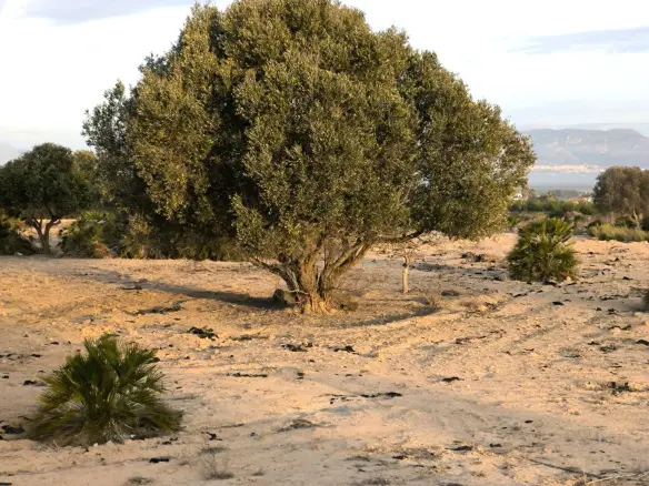 Land In La Marina, Spain (25.229 M² Plot)