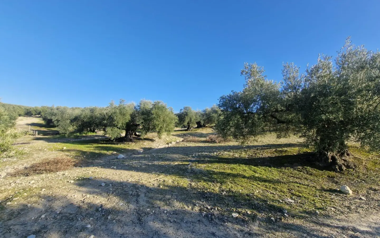 Land In Montilla, Spain (6.122 M² Plot)