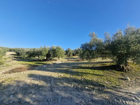 Land In Montilla, Spain (6.122 M² Plot)