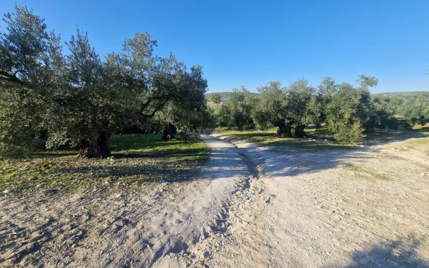 Land In Montilla, Spain (6.122 M² Plot)