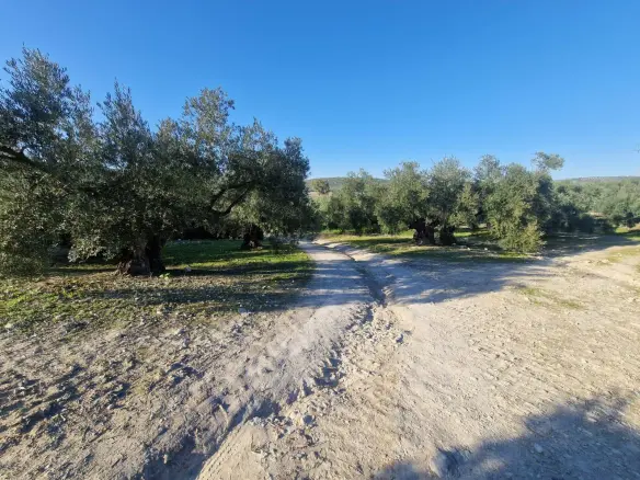 Land In Montilla, Spain (6.122 M² Plot)