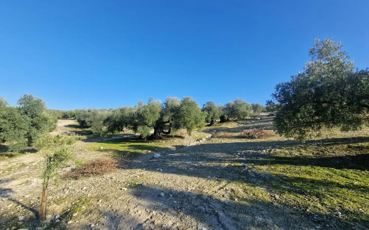 Land In Montilla, Spain (6.122 M² Plot)