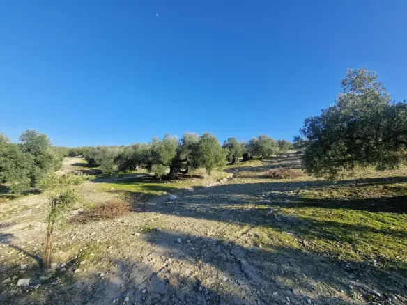 Land In Montilla, Spain (6.122 M² Plot)