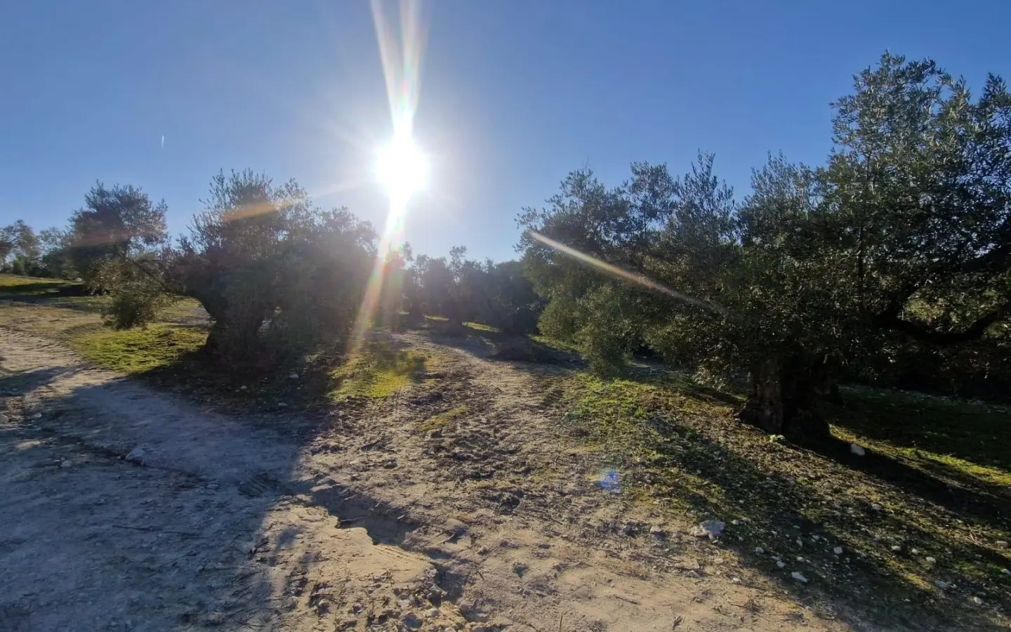 Land In Montilla, Spain (6.122 M² Plot)