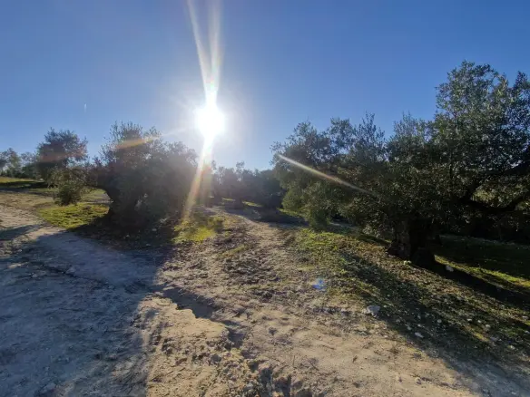 Land In Montilla, Spain (6.122 M² Plot)