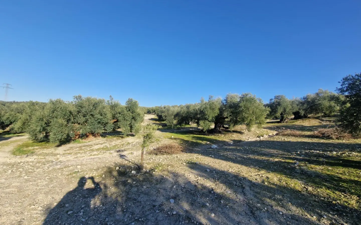 Land In Montilla, Spain (6.122 M² Plot)