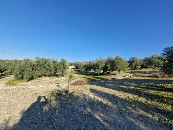 Land In Montilla, Spain (6.122 M² Plot)