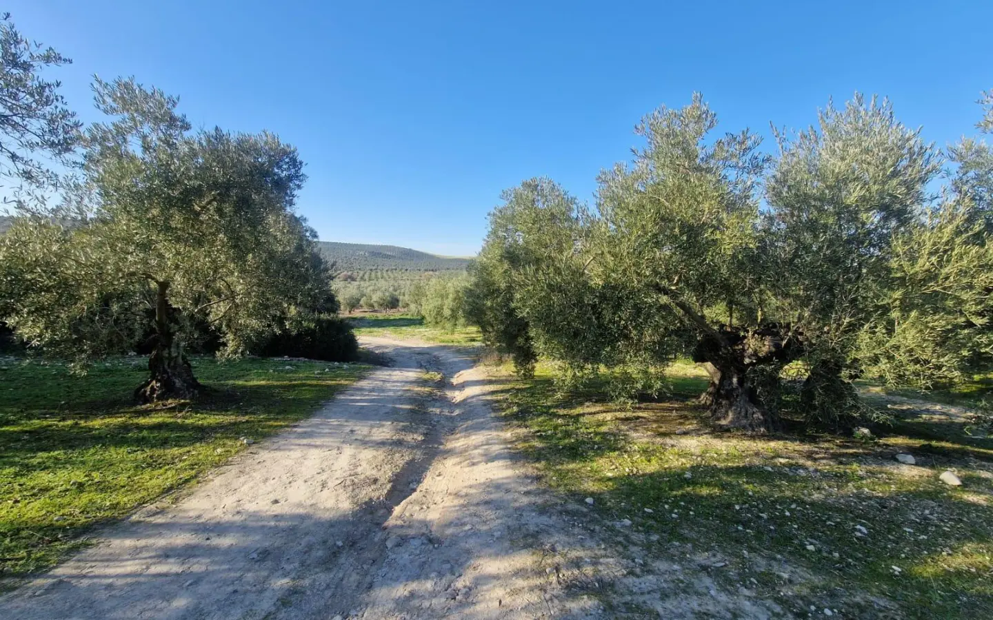Land In Montilla, Spain (6.122 M² Plot)