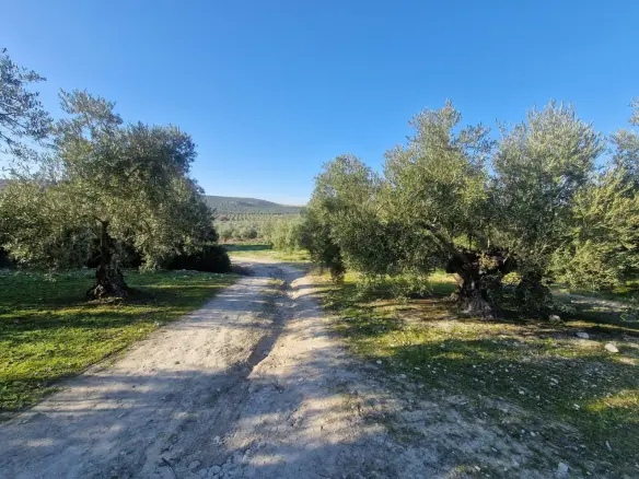 Land In Montilla, Spain (6.122 M² Plot)