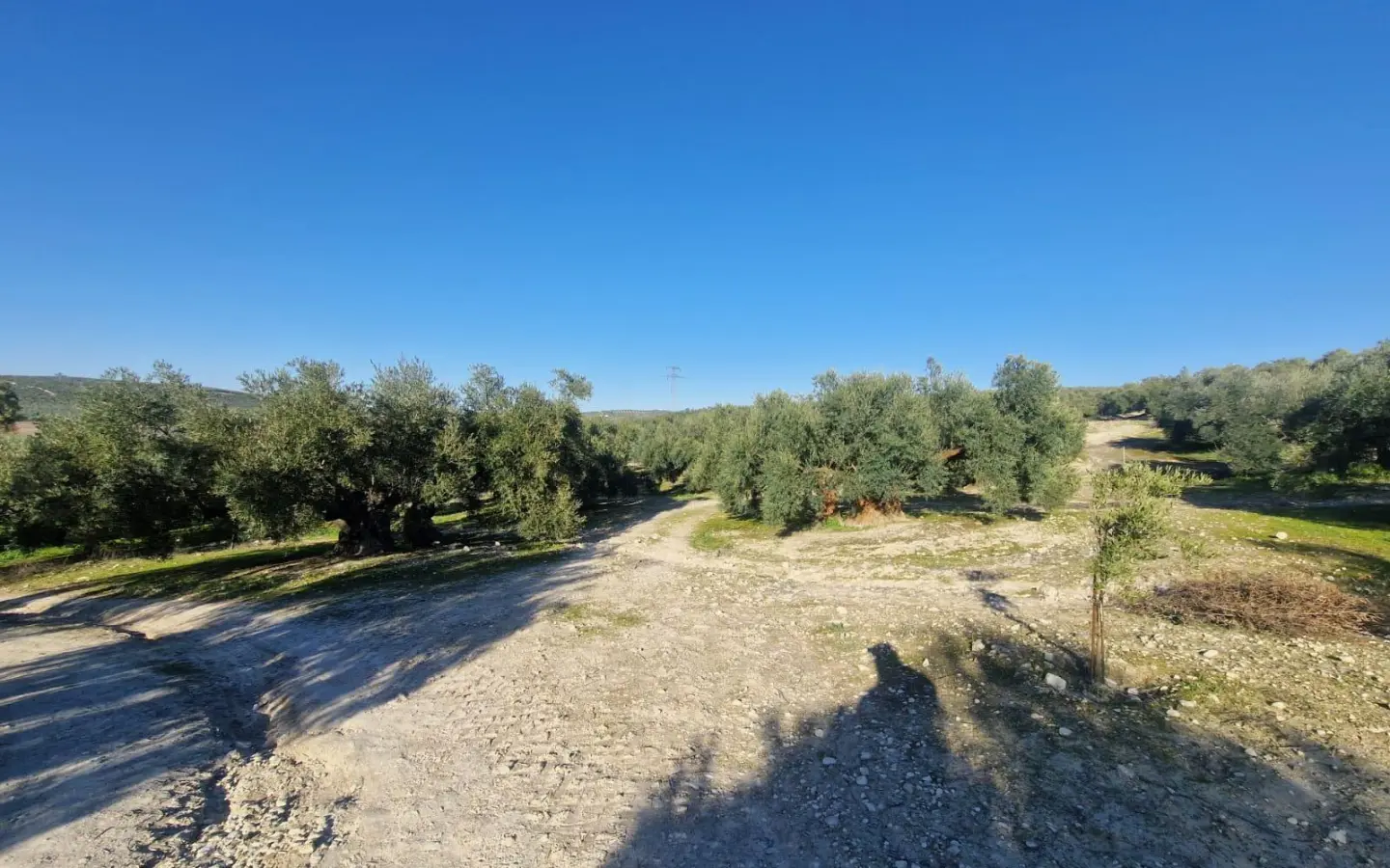 Land In Montilla, Spain (6.122 M² Plot)