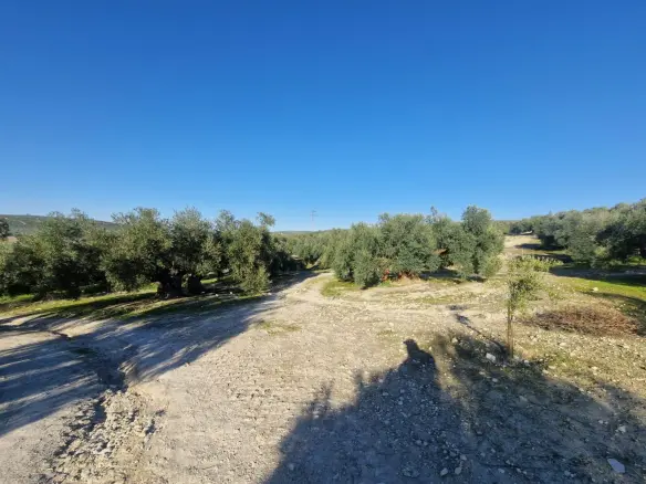 Land In Montilla, Spain (6.122 M² Plot)