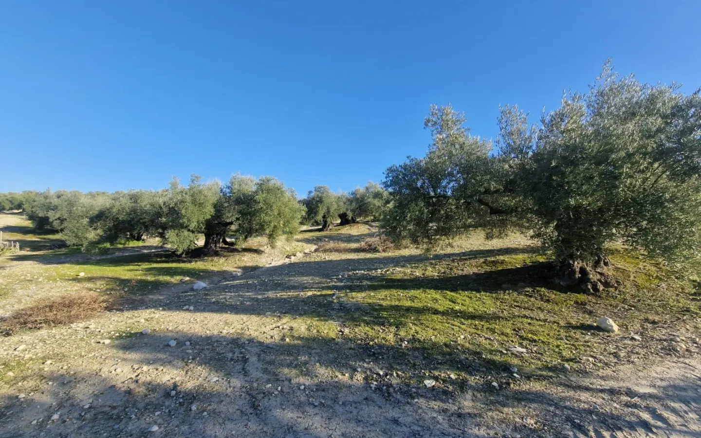 Land In Montilla, Spain (6.122 M² Plot)